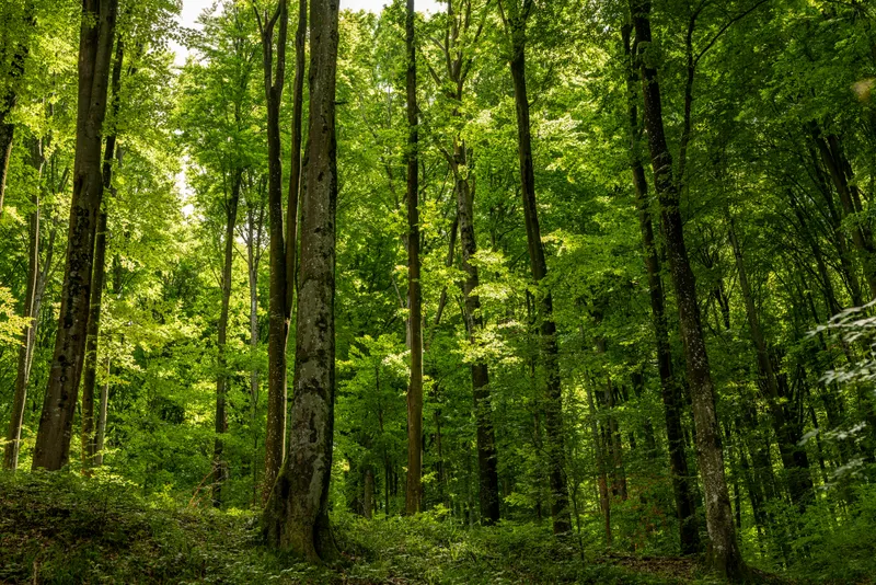 Grüner Buchenwald im Nationalpark Kellerwald-Edersee