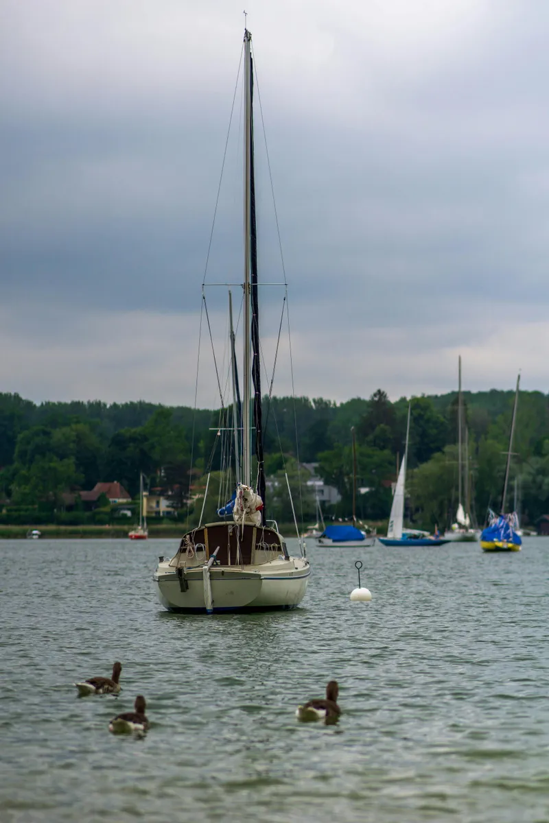Segelboot und Enten auf dem Edersee