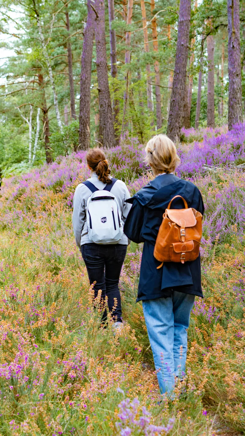 Zwei Wanderinnen in blühender Heidelandschaft am Edersee